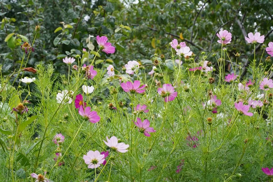 How to Test Old Flower Seeds Without Guessing